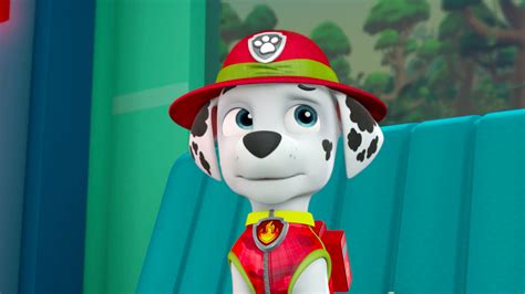 what does marshall say on paw patrol